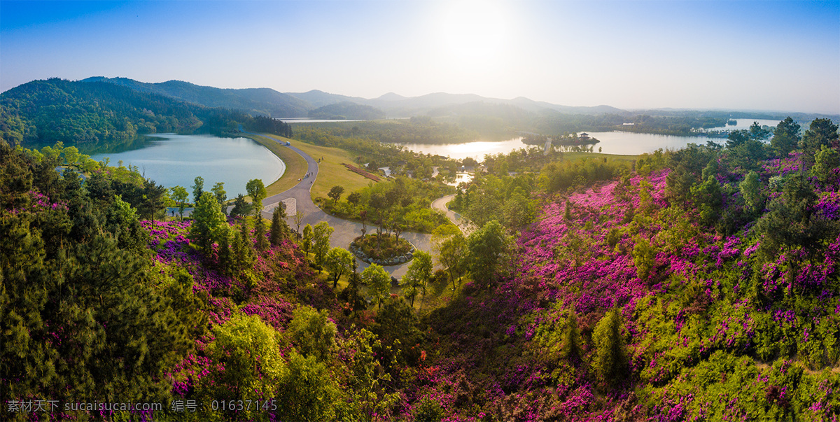 漫山杜鹃花 杜鹃花 花 映山红 爱情 美景 山水 岛 南京 美图 自然景观 自然风景