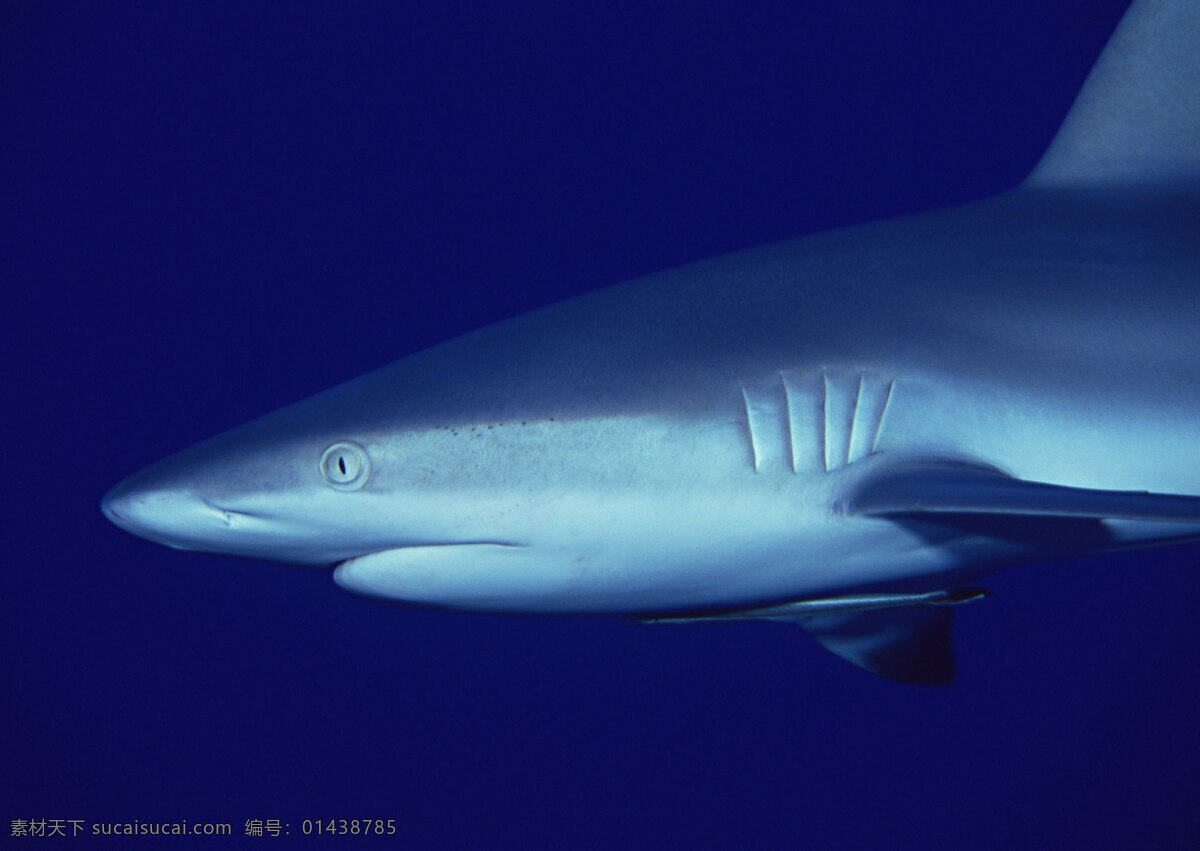 鲨鱼 大海 蓝色 海底 海洋 海底世界 28潜水海运 生物世界 海洋生物