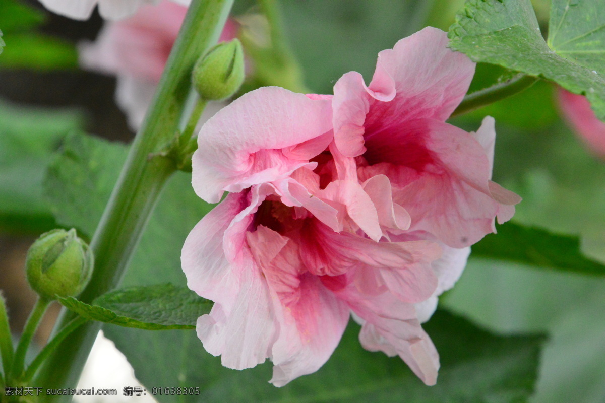 草本花卉 一丈红 大蜀季 戎葵 熟季花 花卉 花儿 花朵 花蕊 植物 园林绿化 绿化景观 蜀葵芙蓉葵 生物世界 花草