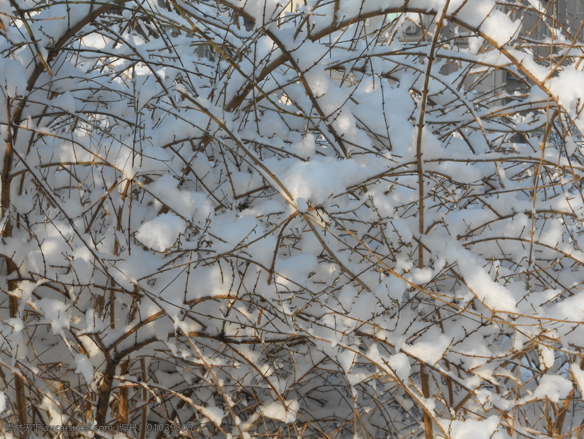 雪 树 雪后的树 树枝 树枝上的雪 灰色