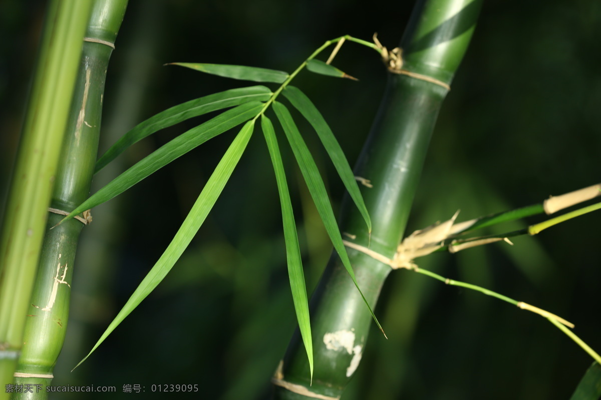 竹叶 竹竿 竹子 观赏植物 花卉 绿化景观 花草 花卉大观园 生物世界
