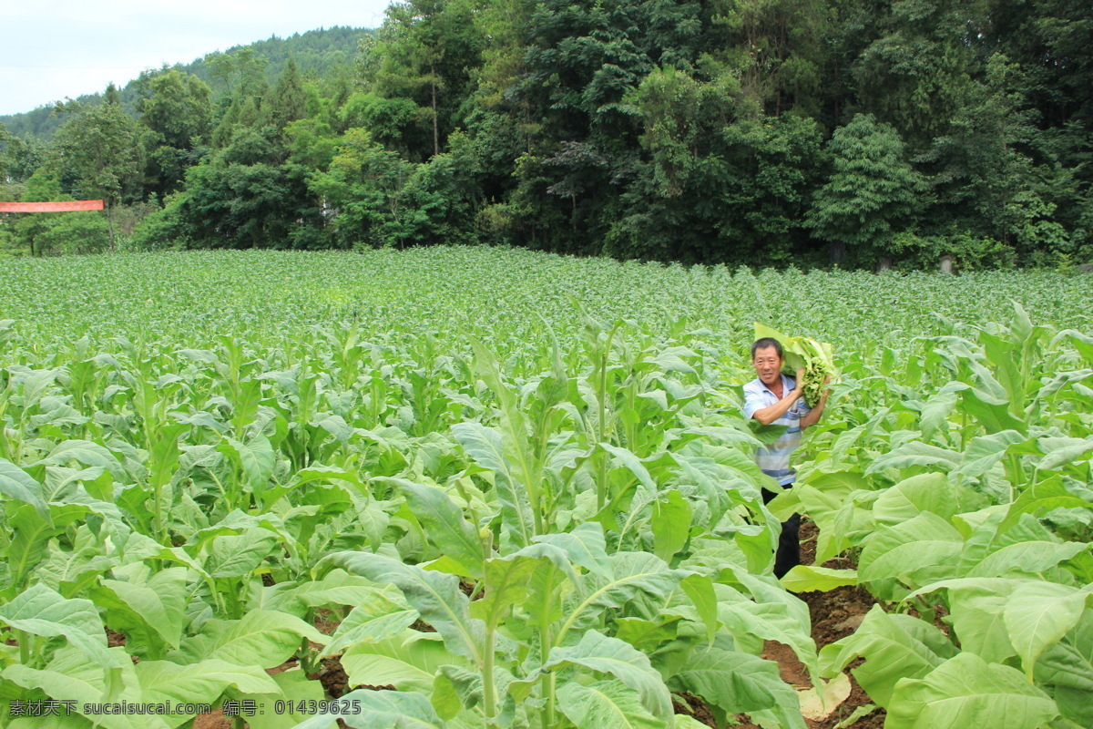 烟叶采摘 烟草 烤烟 烟田 烟叶长势 采摘 烟叶 田园风光 自然景观