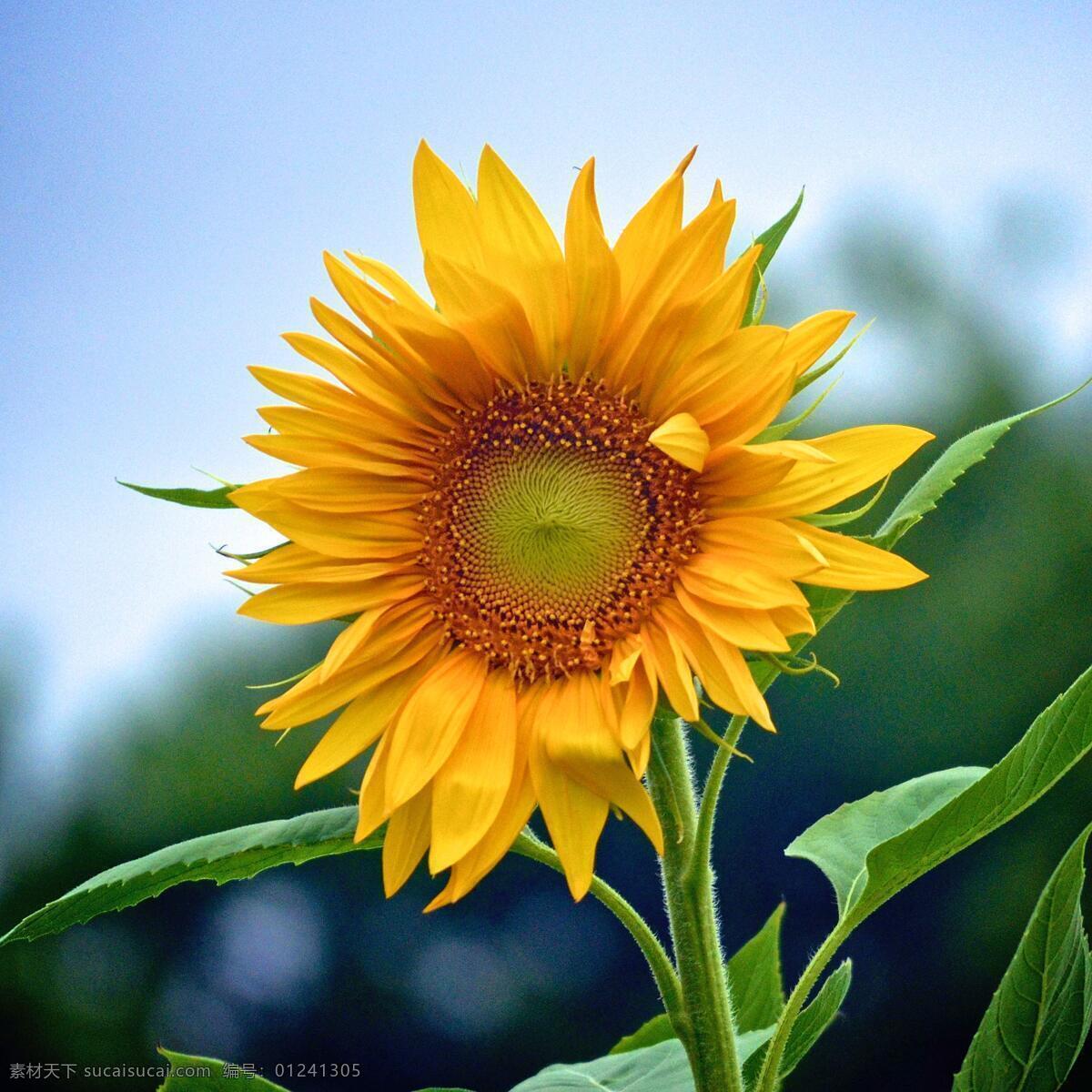 向阳花 葵花 蓝天 白云 清新 葵花田 葵花海 向日葵素材 向日葵背景 壁纸 自然景观 自然风景 花 田园风光