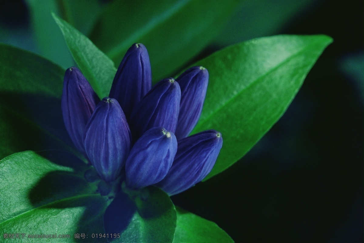 蓝色的花 花 花朵 蓝色 绿叶 高清 特写 摄影图库 生物世界 花草 植物写真