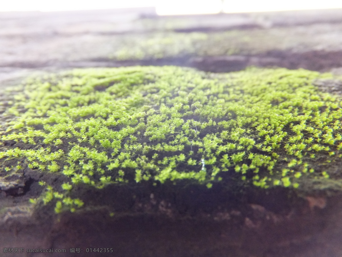 苔藓 藓 绿苔藓 生物世界 树木树叶 灰色
