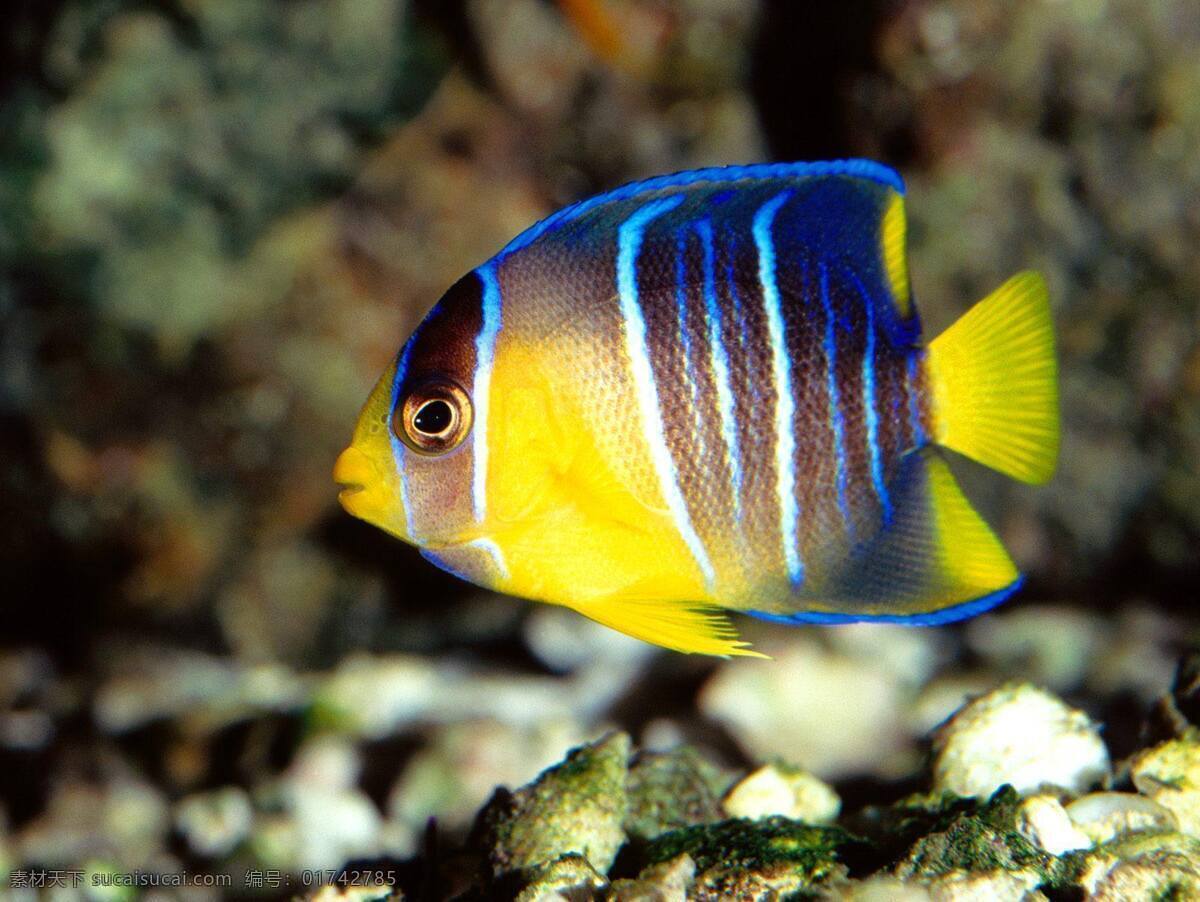 热带鱼 生物世界 鱼类 色彩鲜明 抢眼 鲜活 珊瑚石