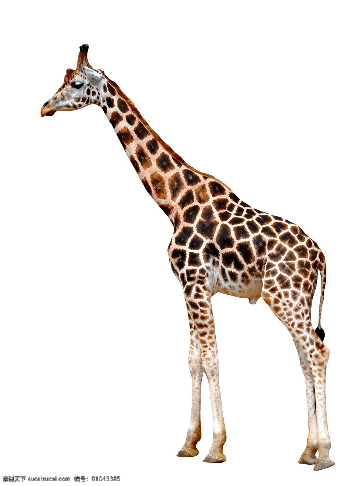 可爱 长颈鹿 陆生动物 野生动物 野生 保护动物 长脖子