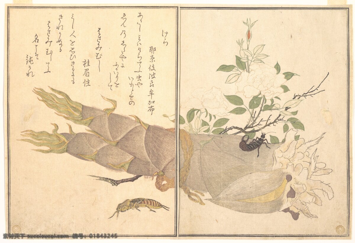 日本绘画 浮世绘 版画 木版画 日本 传统 笋 竹笋 昆虫 美术馆藏品 绘画书法 文化艺术