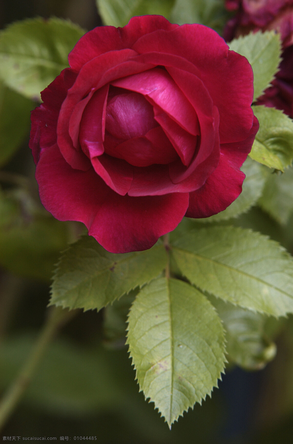 鲜艳 红 月季花 野花 花卉 鲜花 花朵 红色