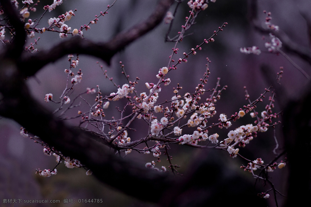 梅花枝头俏 梅花 盆景 装置 插画 插花 粉梅 自然景观