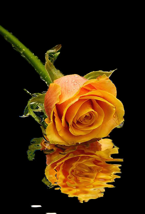 两 朵 黄 玫瑰花 鲜艳花朵 美丽鲜花 花卉花草 花草植物 漂亮花朵 玫瑰花素材 底纹背景 鲜花摄影 两朵 黄玫瑰 鲜花