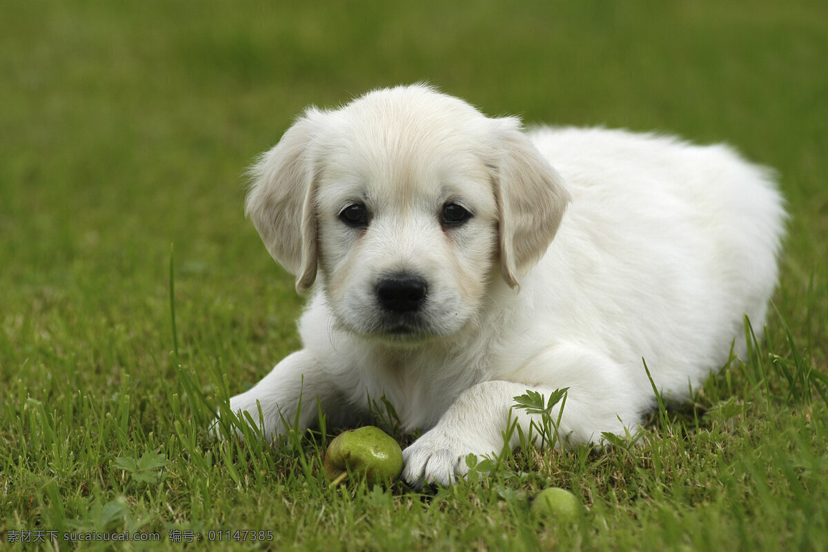 草地 上 玩耍 小狗 犬 小狗图片 宠物狗 名贵犬种 宠物狗图片 可爱 小狗图片大全 宠物 小动物 狗狗图片 生物世界