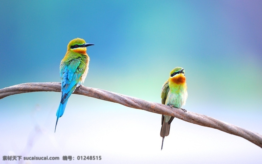 黄鹂鸟 彩色 小鸟 树枝 天空 鸟类 生物世界