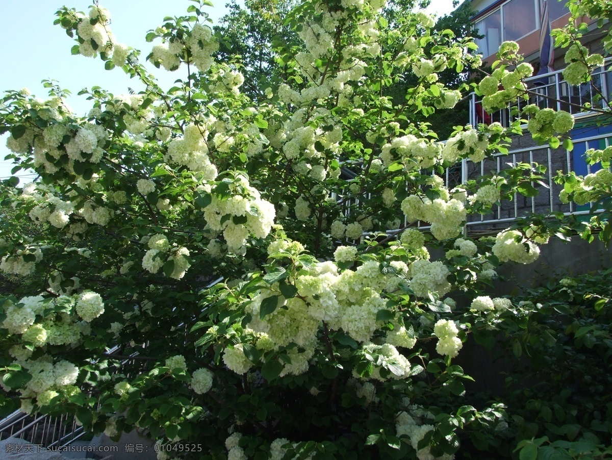 绣球花 花卉 落叶灌木 又名 八仙花 紫阳花 七变化 洋绣球 粉团花 白绿色 近距 花卉系列 花草 生物世界