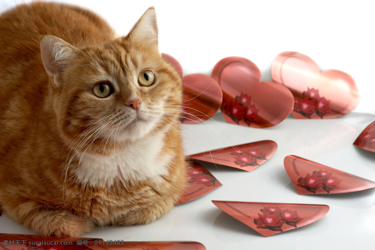 趴着的小猫 可爱的猫 猫咪 小猫 宠物 动物世界 动物摄影 陆地动物 生物世界 白色