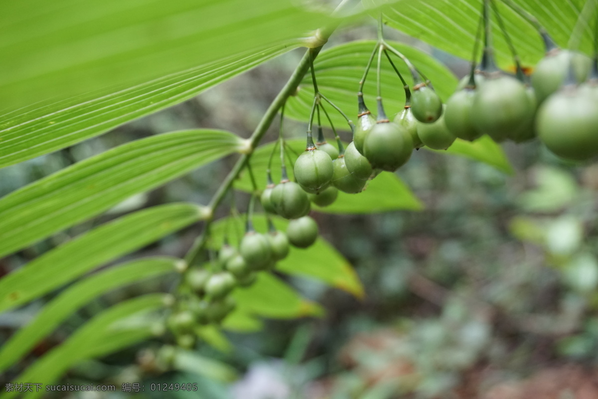 黄精 中药 中草药 野生 自然 绿色 生态 有机 景 生物世界 花草