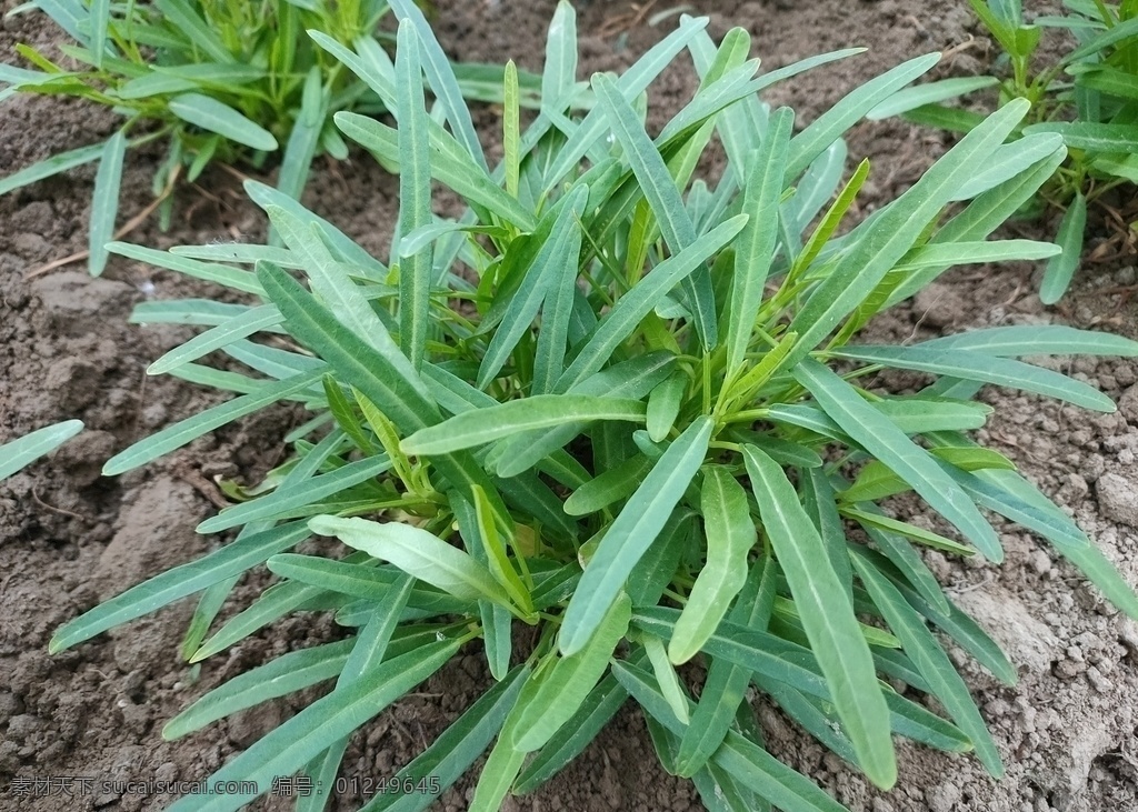空心菜 蔬菜 新鲜 食品 绿色 农业 青菜 植物 素食 维生素 有机蔬菜 菜叶 瓜 蛋 鸡蛋 菜市场 肉 菜地 菜园 生物世界