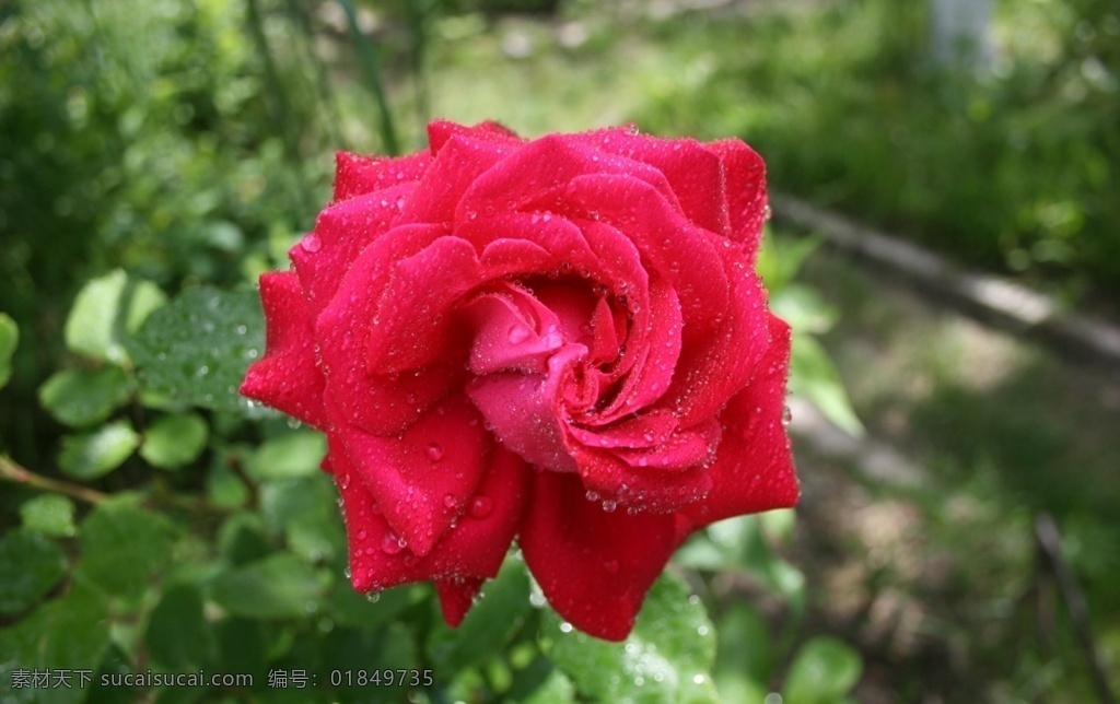 玫瑰花图片 花草 玫瑰花 玫瑰花壁纸 玫瑰花素材 玫瑰 素材图片 红玫瑰 黑玫瑰 粉玫瑰 白玫瑰 蓝玫瑰 紫玫瑰 月季花 鲜花 红色玫瑰 蓝色玫瑰 黑色玫瑰 玫瑰鲜花 玫瑰素材 红玫瑰素材 浪漫玫瑰 浪漫玫瑰花 一支玫瑰花 一束玫瑰花 一枝玫瑰 一束玫瑰 红玫瑰海报 浪漫红玫瑰 唯美红玫瑰 玫瑰月季 生物世界