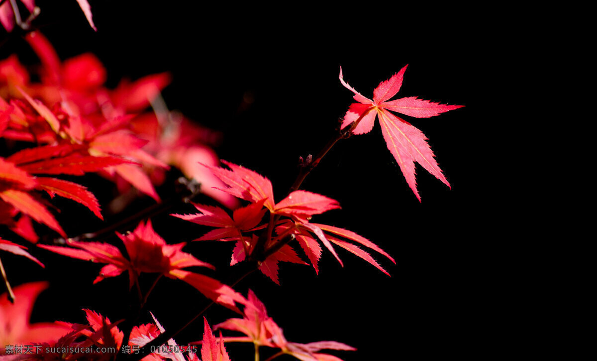 唯美 红叶 高清 叶子 树叶 红色 树枝 树木