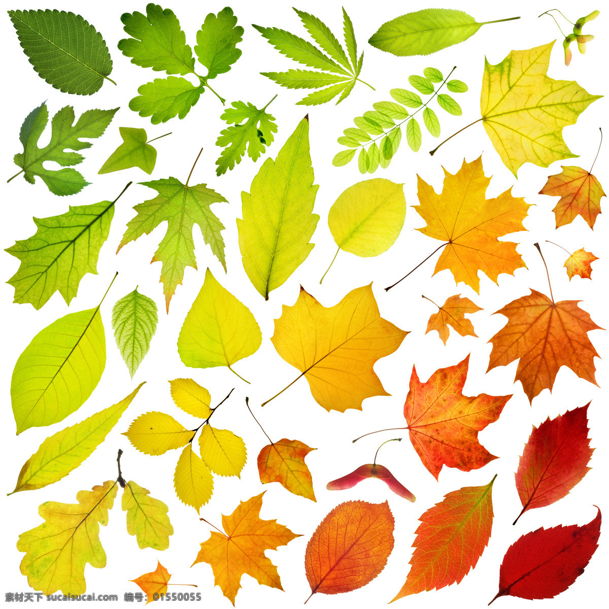 各种 树叶 红叶 绿叶 秋叶 各种树叶 枫叶 银杏叶 花草树木 生物世界 矢量素材