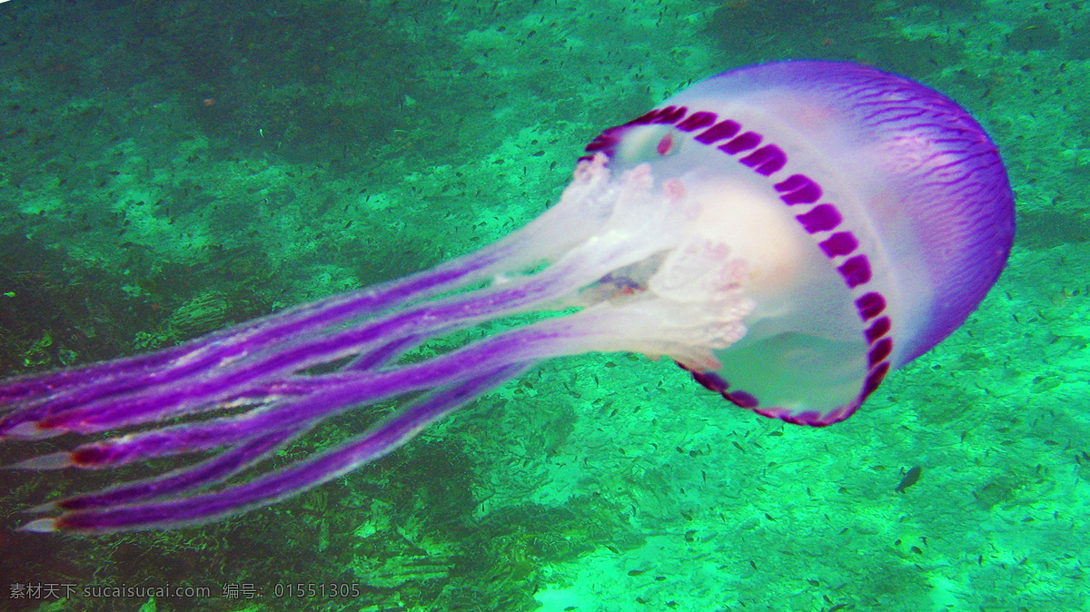 海底世界 微生物 礁石 海底 水下摄影 海洋动物 海岛 深潜 潜水 鱼群 可爱 珊瑚 紫色珊瑚 海鱼 泰国普吉岛 普吉岛 泰国 泰国旅行 泰国风情 海湾 卡隆 沙滩 阳光 大海 海水 岛屿 外国风光 异国风情 泰国风光 普吉岛风光 生物世界 海洋生物