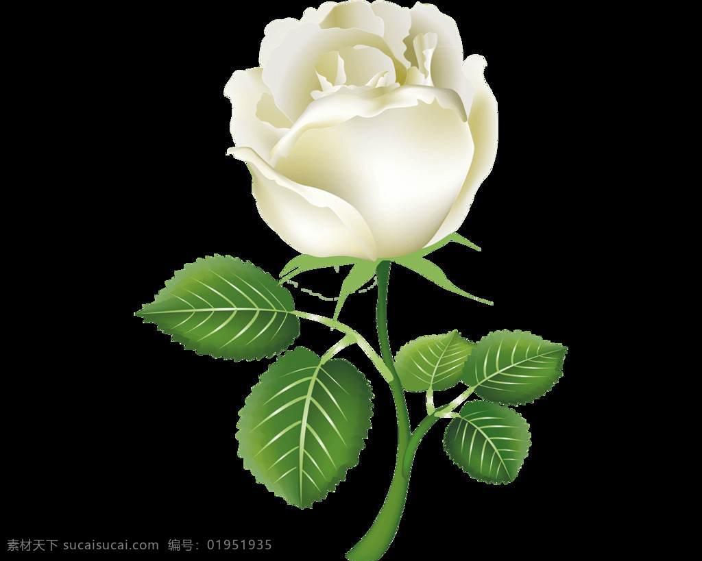 白色 玫瑰 花朵 元素 png元素 绿叶 免抠元素 透明素材 鲜花