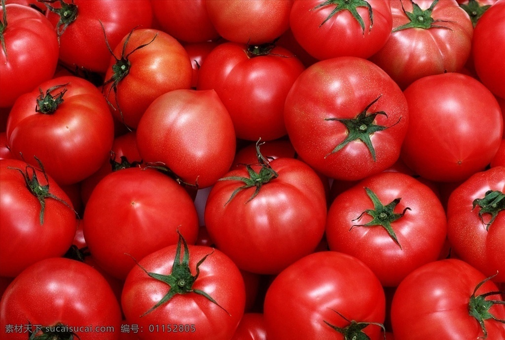 西红柿 番茄 水果西红柿 水果蕃茄 红蕃茄 新鲜蕃茄 洋杮子 蕃茄红 西红杮 果蔬 蔬菜 蔬果 蕃茄 水果 高清蕃茄 新鲜果蔬 生物世界