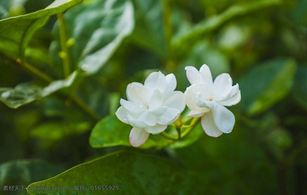 茉莉花 花 白色茉莉花 白色茉莉 摄影专辑 自然景观