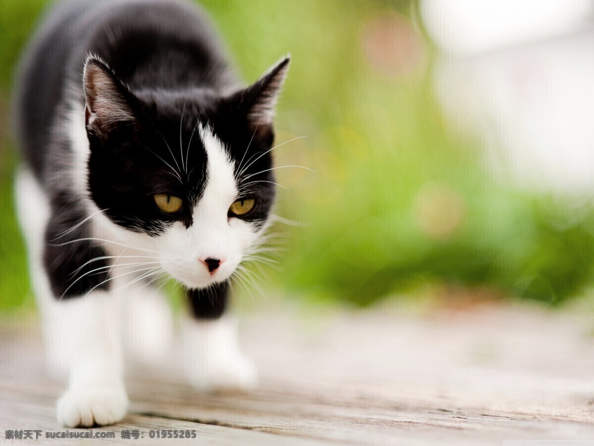 黑白花猫 一只猫 黑白猫 猫儿 生物世界 家禽家畜