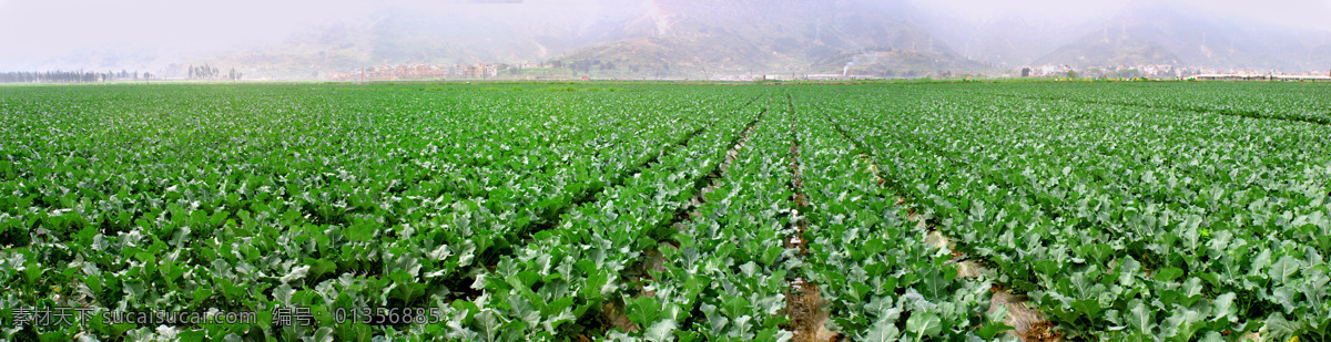 蔬菜基地 蔬菜 菜地 食品 规模 有机食品 丰收 果实 生物世界