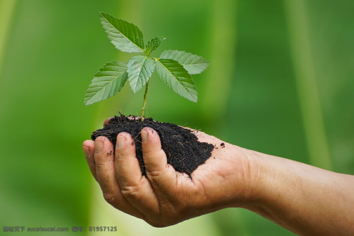 握 在手 心里 幼苗 植物 花草树木 绿芽 手心 土壤 生物世界