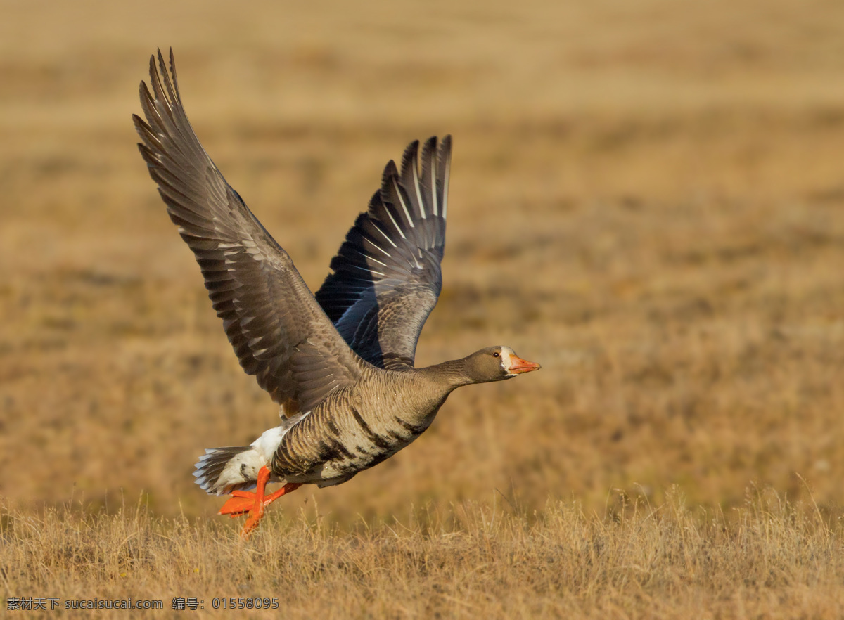 飞翔的野鸭 野鸭 鸟类动物 动物摄影 秋天风景 草地风景 陆地动物 生物世界 棕色