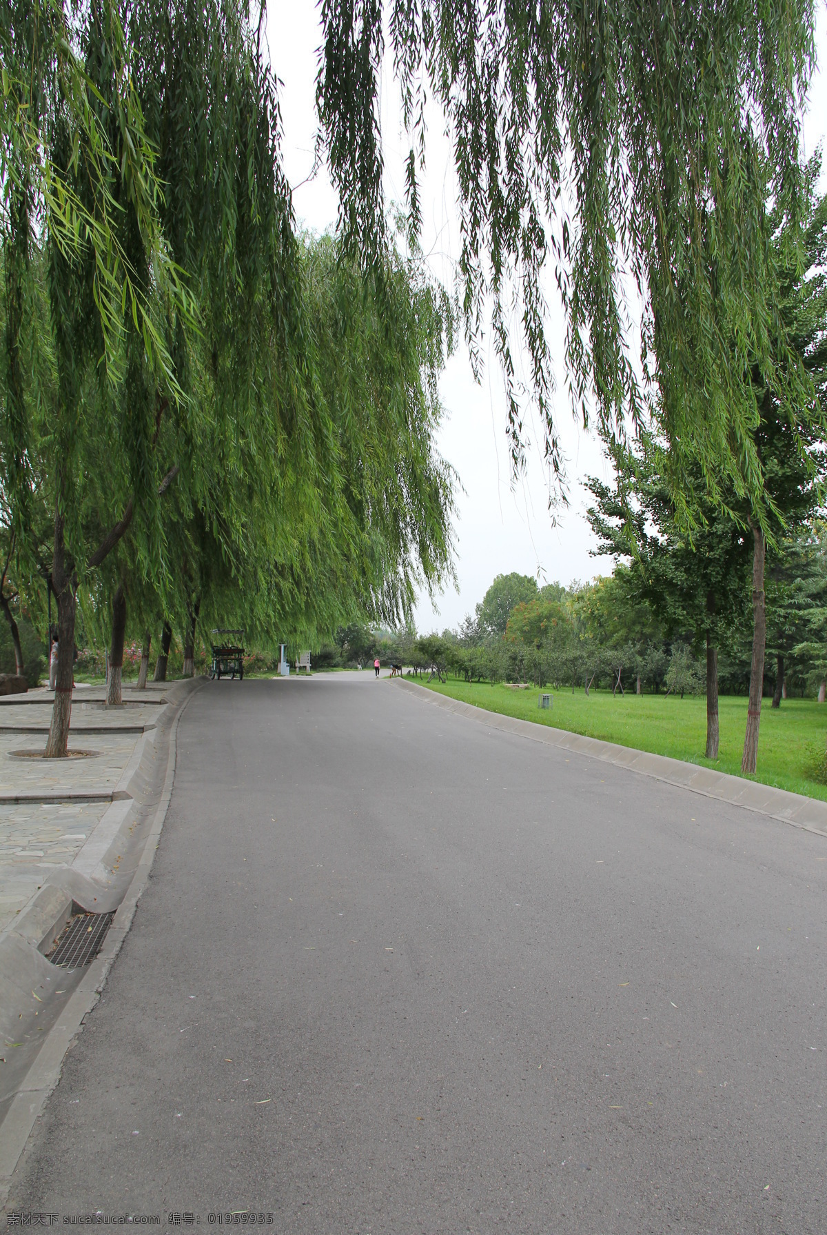 公园一角 公园 景色 绿树 柳树 柏油路 自然景观 建筑景观 灰色