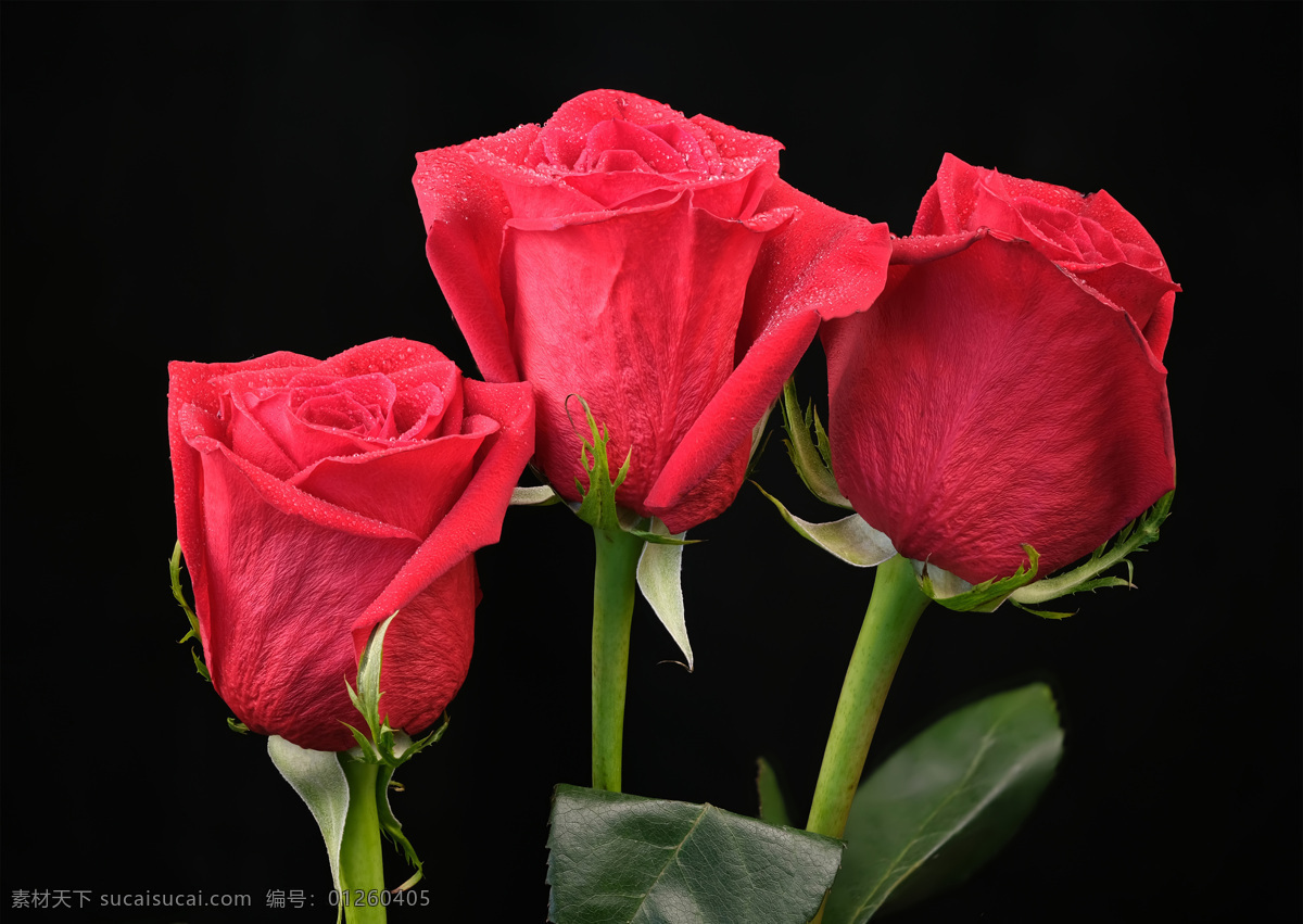 玫瑰 花朵 红玫瑰 特写 水珠 露珠 玫瑰花素材 玫瑰花壁纸 黑色壁纸