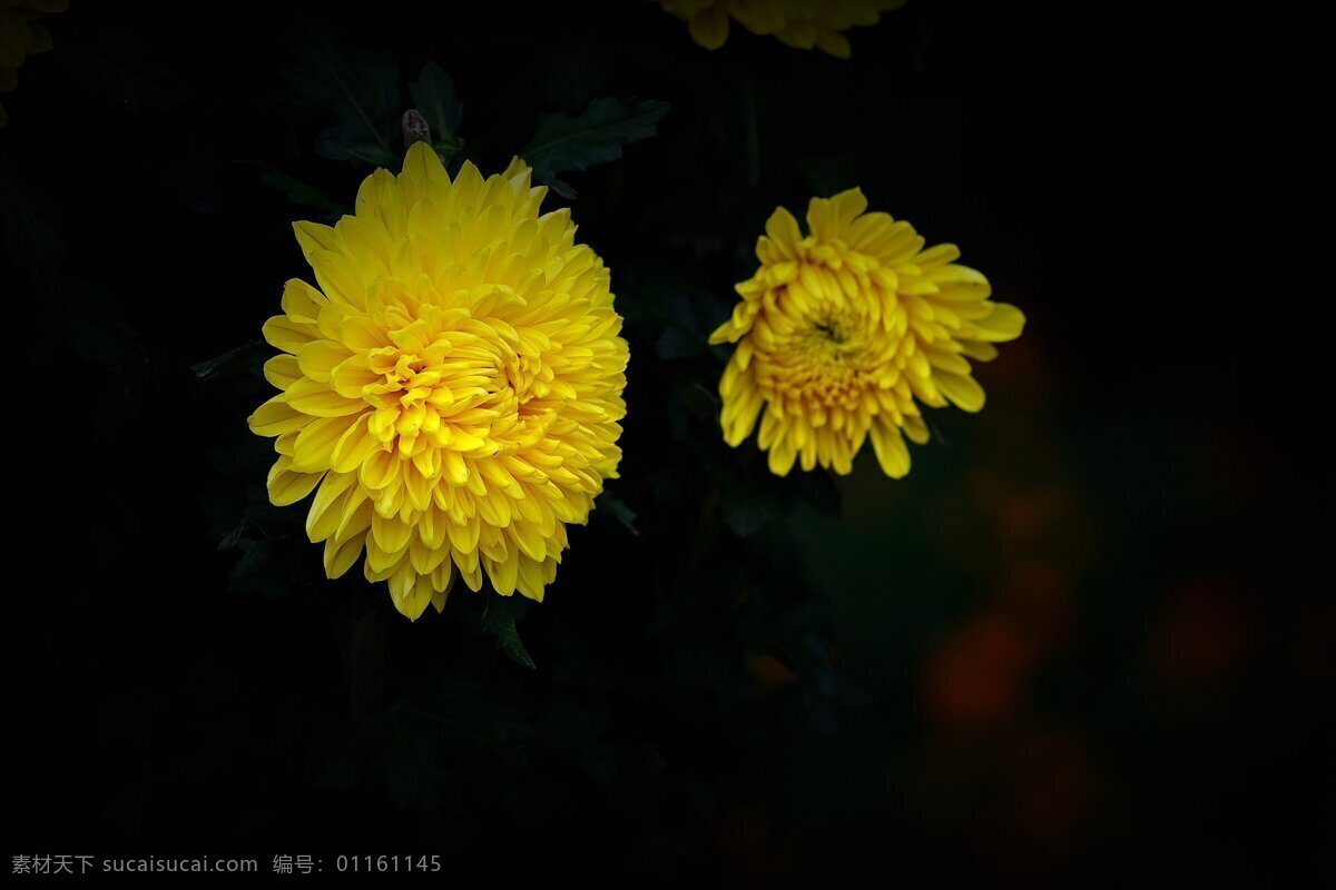 高清 唯美 黄色 菊花 鲜花 花卉 花朵 花草