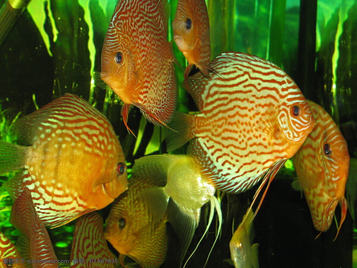 七彩 热带鱼 神仙 生物世界 水族 水族箱 鱼 七彩神仙鱼 非 高清 神仙鱼 观赏鱼 热带鱼观赏鱼 鱼类 淡水鱼 豹纹蛇