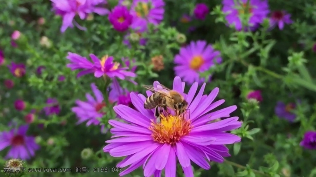 视频背景 实拍视频 视频 视频素材 视频模版 花卉 蜜蜂 花朵 蜜蜂视频