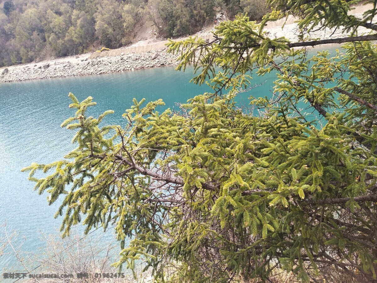 巴松措一角 西藏 林芝 湖泊 神湖 巴松措 世界旅游景区 蓝天白云 风景 青山绿水 松树 自然景观 自然风景