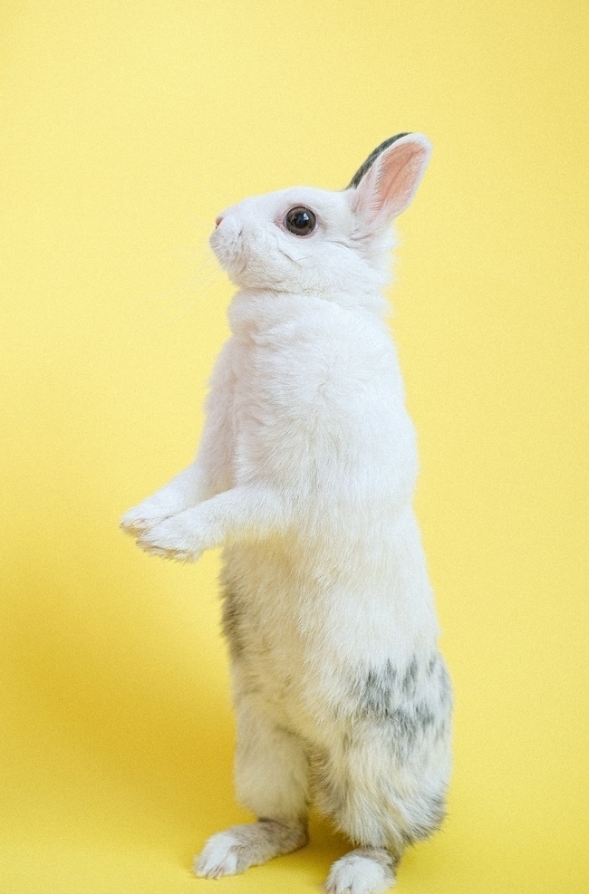 兔 动物 可爱动物 可爱 长耳朵 灰兔 白兔子 大白兔 草地 小白兔 兔头 小兔兔 兔子生活 兔子素材 兔子设计 兔子摄影 兔子特写 兔子拍摄 生物世界 家禽家畜