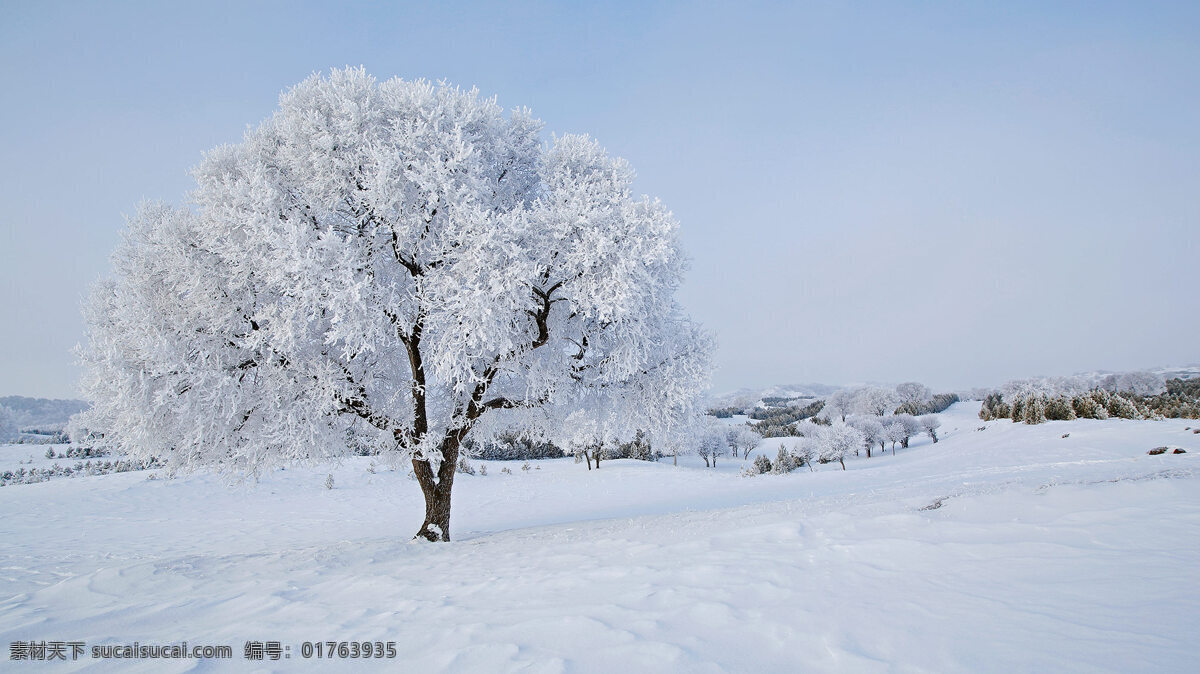 唯美 东北 雾凇 风景 高清 冬季 雪景 白色 松树