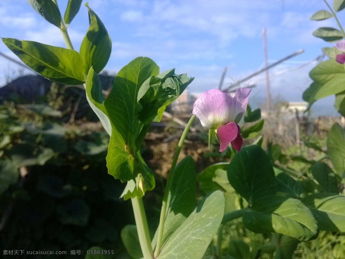 豌豆 花 花草 生物世界 蔬菜 田园 豌豆花 风景 生活 旅游餐饮