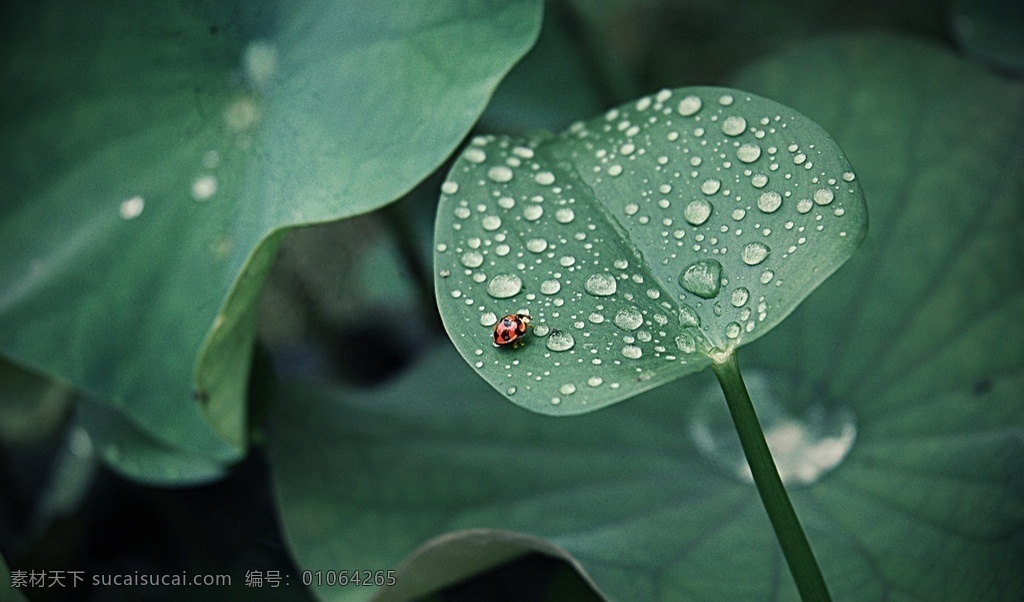 绿叶高清壁纸 水珠壁纸 壁纸 高清背景 创意 景色 个性 时尚 小清新 时光 自然景色素材 生物世界 花草