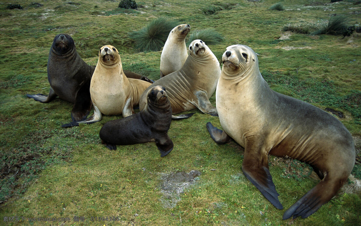 海狗 海洋动物 海洋生物 海洋哺乳动物 南极动物 生物世界