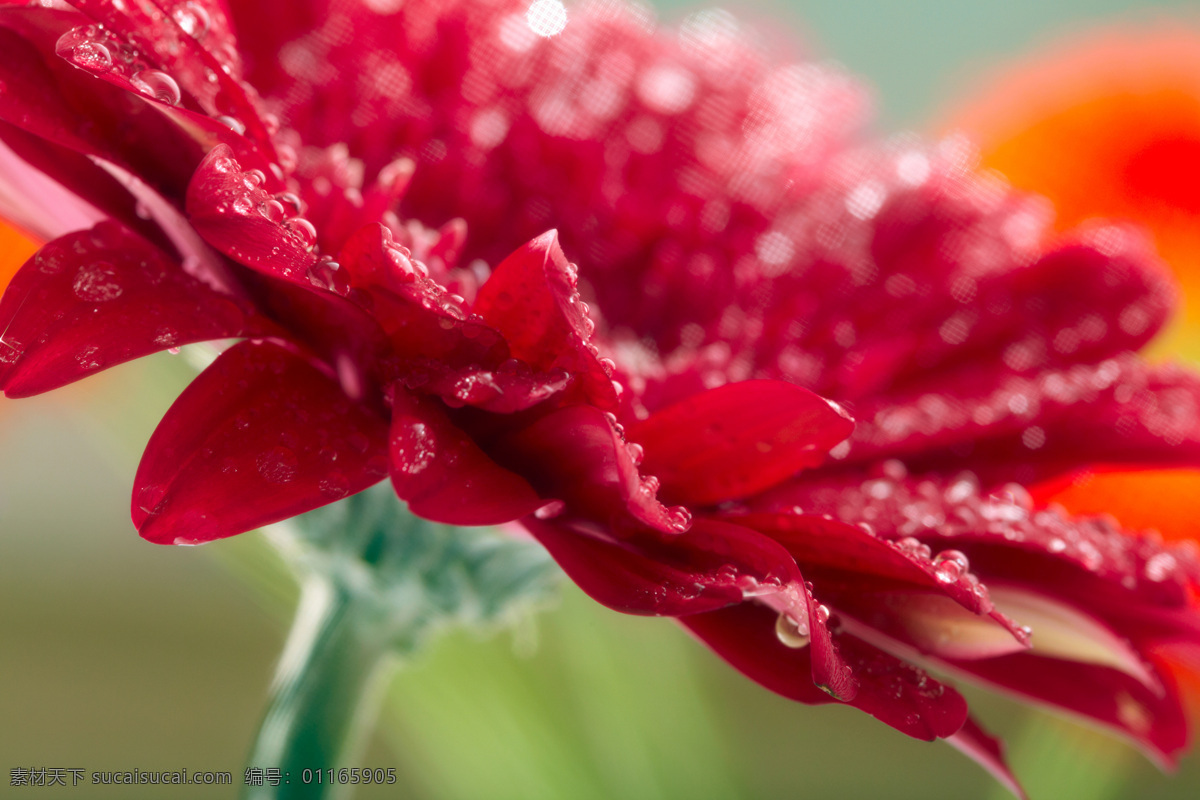 美丽 鲜花 美丽鲜花 花朵 花卉 鲜花背景 梦幻背景 露珠 露水 水珠 花草树木 生物世界