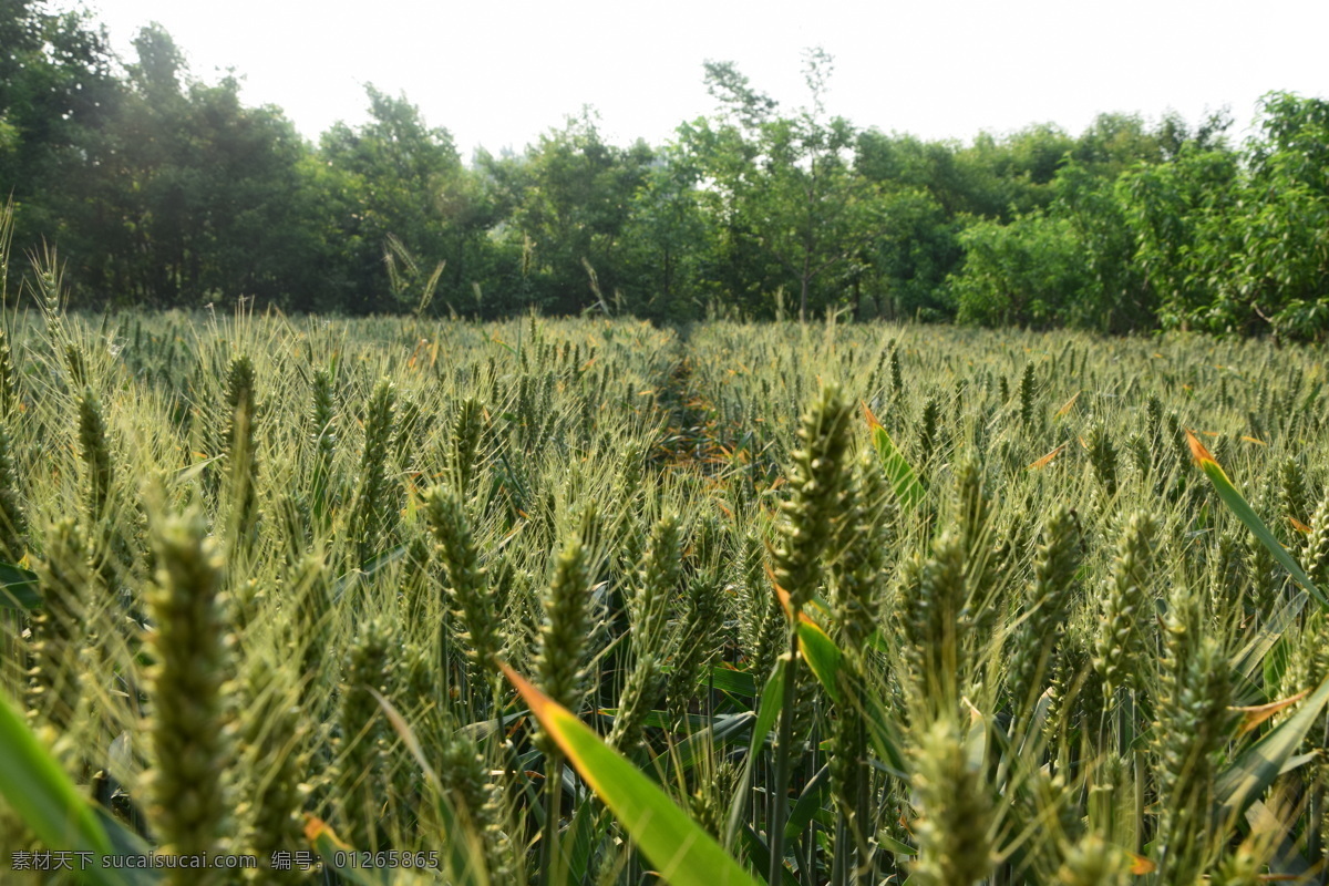 麦田 小麦 麦子 熟了 麦穗 成熟 山水田园 自然景观 田园风光