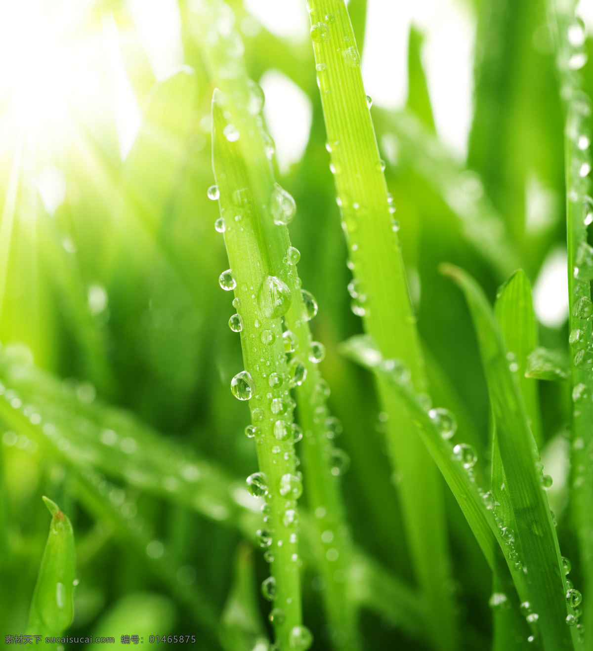 绿叶 水珠 阳光 水滴 露水 露珠 晨露 漂亮水珠 雨水 小草 晶莹剔透 绿草 青草 微距拍摄 绿色 草 植物 植被 环保 生态 花草主题 花草 绿叶底纹 生物世界 花草高清图片