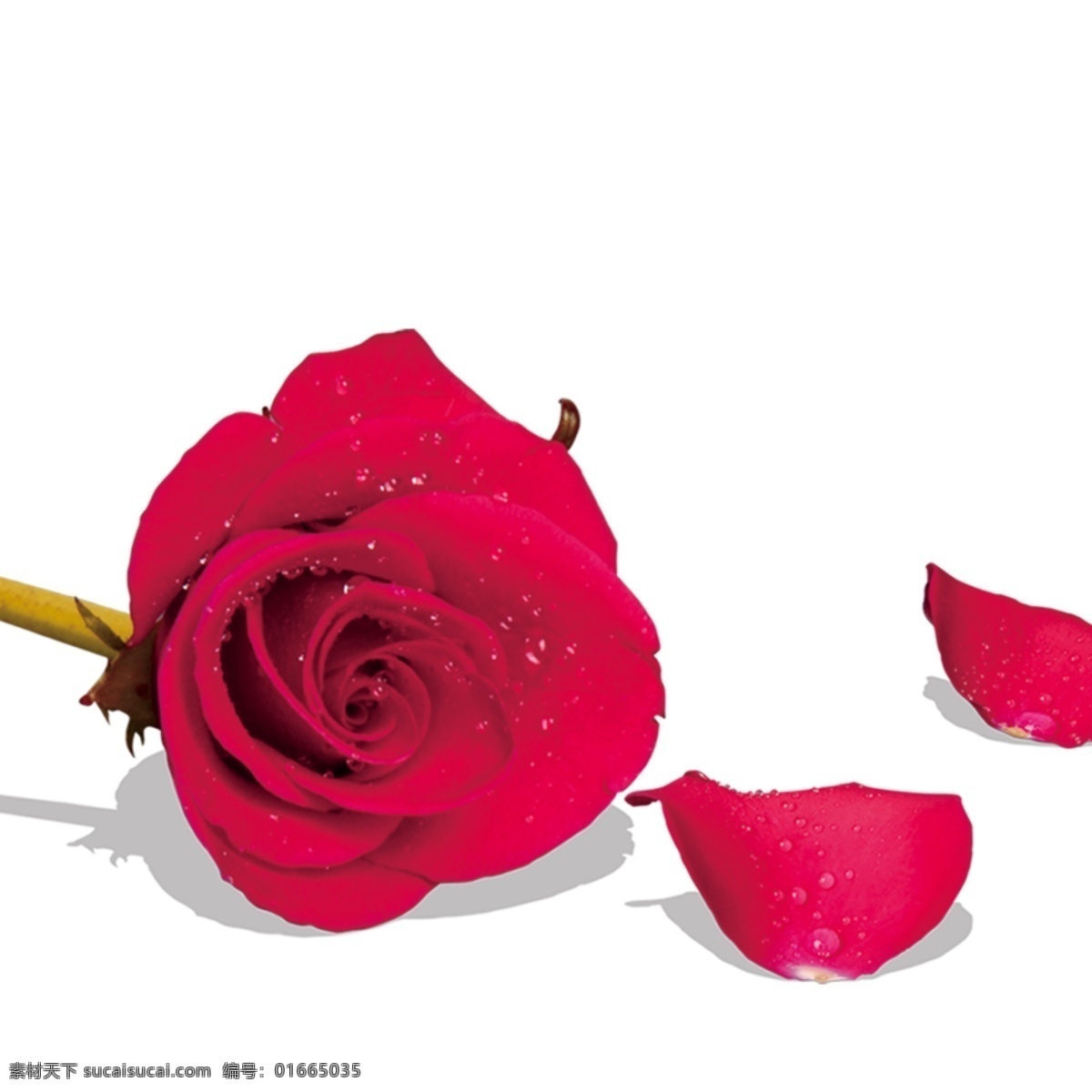玫瑰 玫瑰花瓣 散落 散落的花瓣 散落的玫瑰 散落的玫瑰花 花 红花 月季 素材图