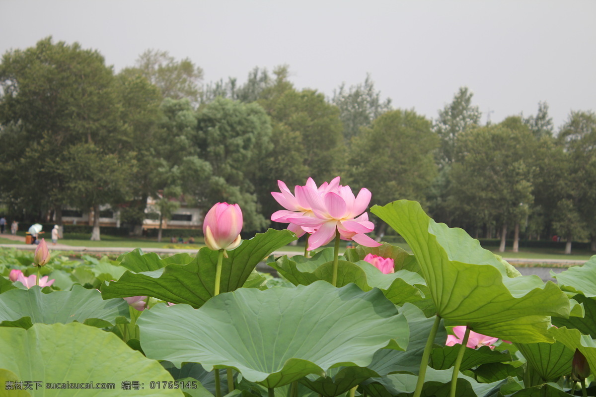 荷花 荷叶 荷花摄影 摄影图片 风景 生活 旅游餐饮