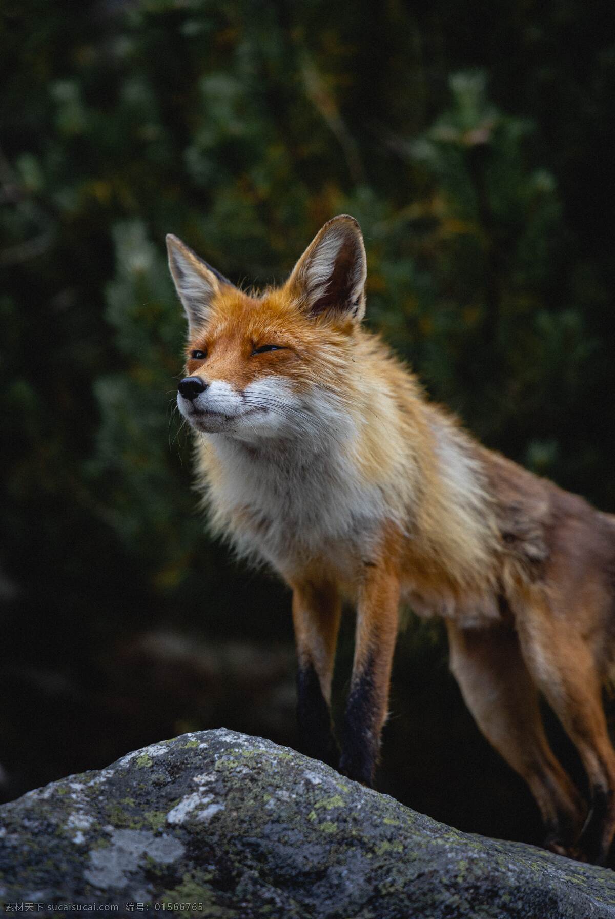 动物狐狸图片 雪域森林 狐狸 自然风光 唯美风景 手机桌面壁纸 广告设计素材 摄影jpg 高清大图 生物世界 野生动物