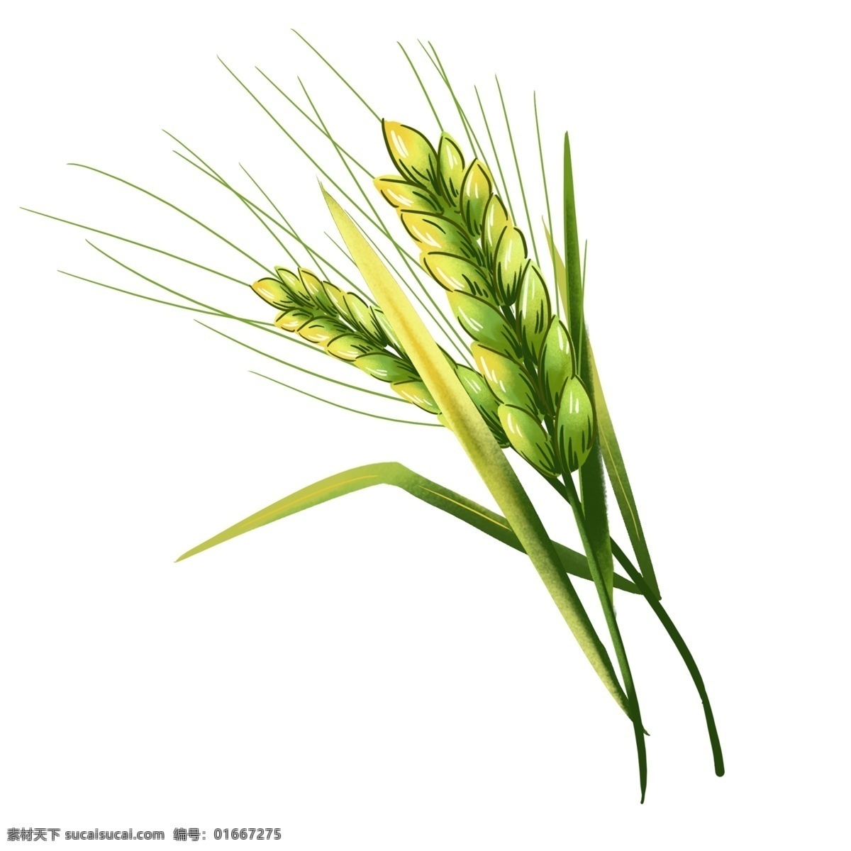 小满 未 成熟 麦穗 手绘 元素 二十四节气 小麦 稻谷 农作物 食物 粮食 夏天 丰收 收货 收成 农民 稻田